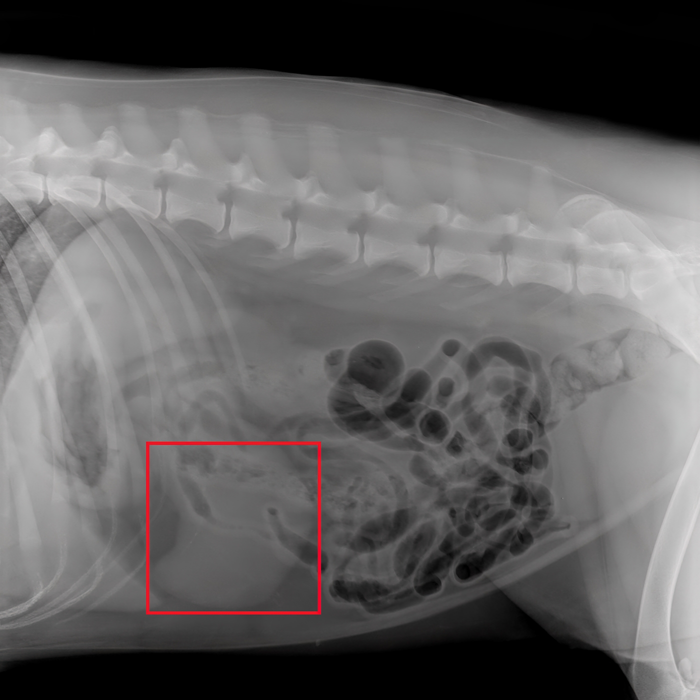 Antech AIS RapidRead