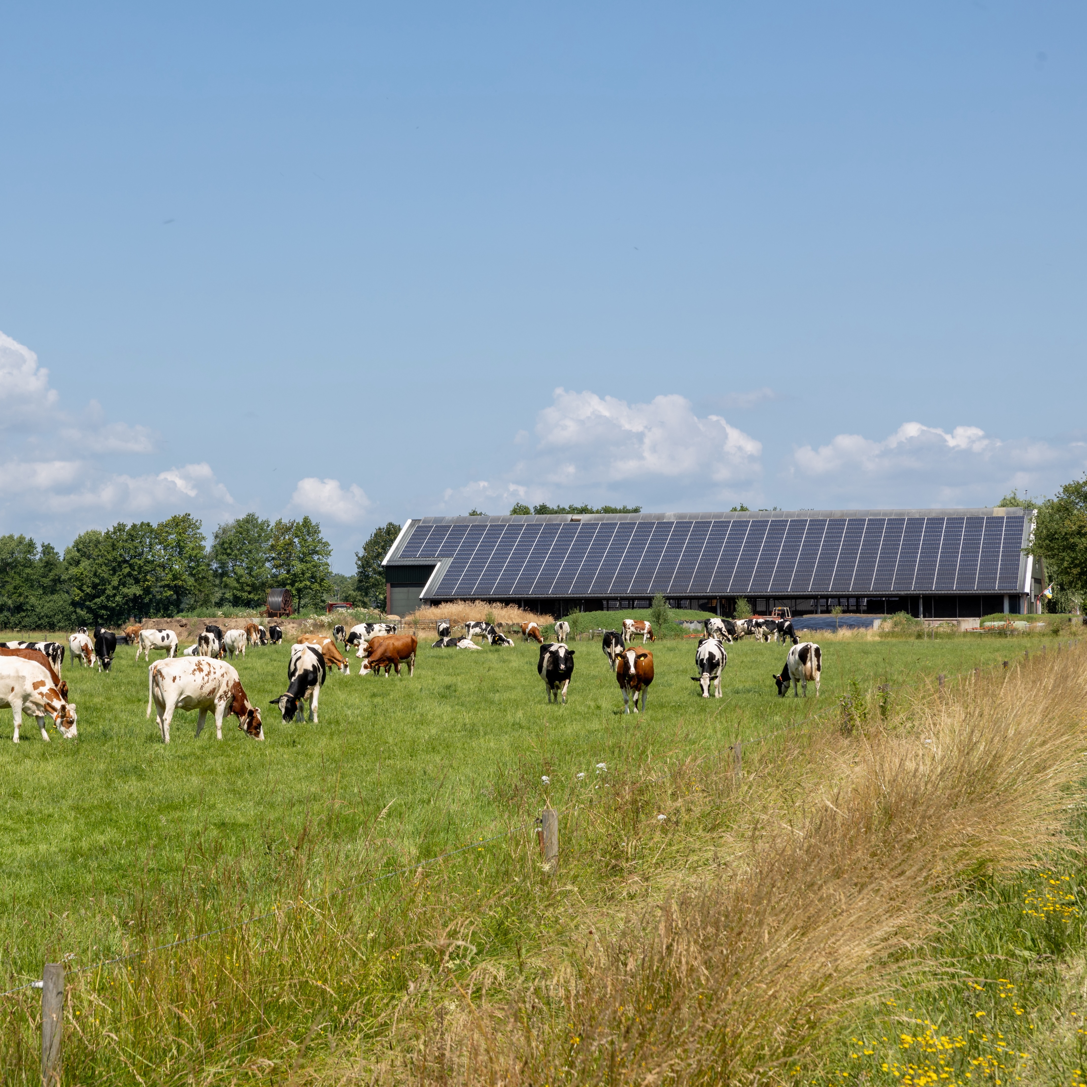 Cows in field on farm with solar panels