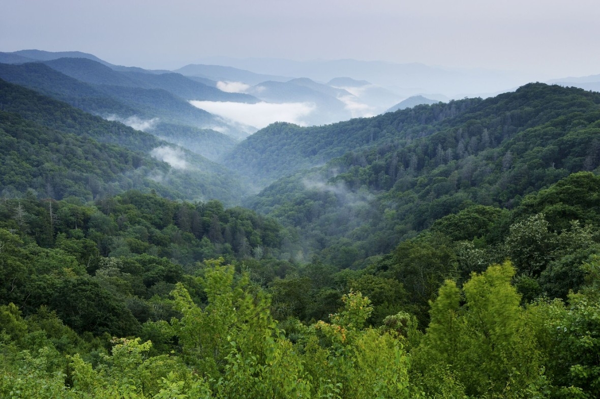 Mist rises over a mountain forest.