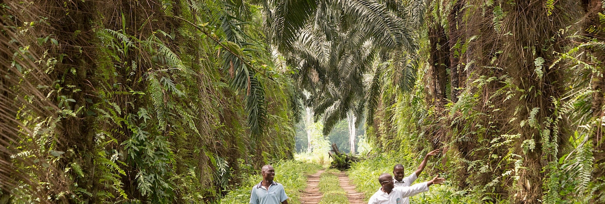 Three men walking down a road in a forest.