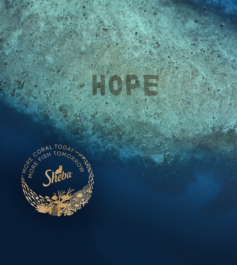 sheba hope reef image