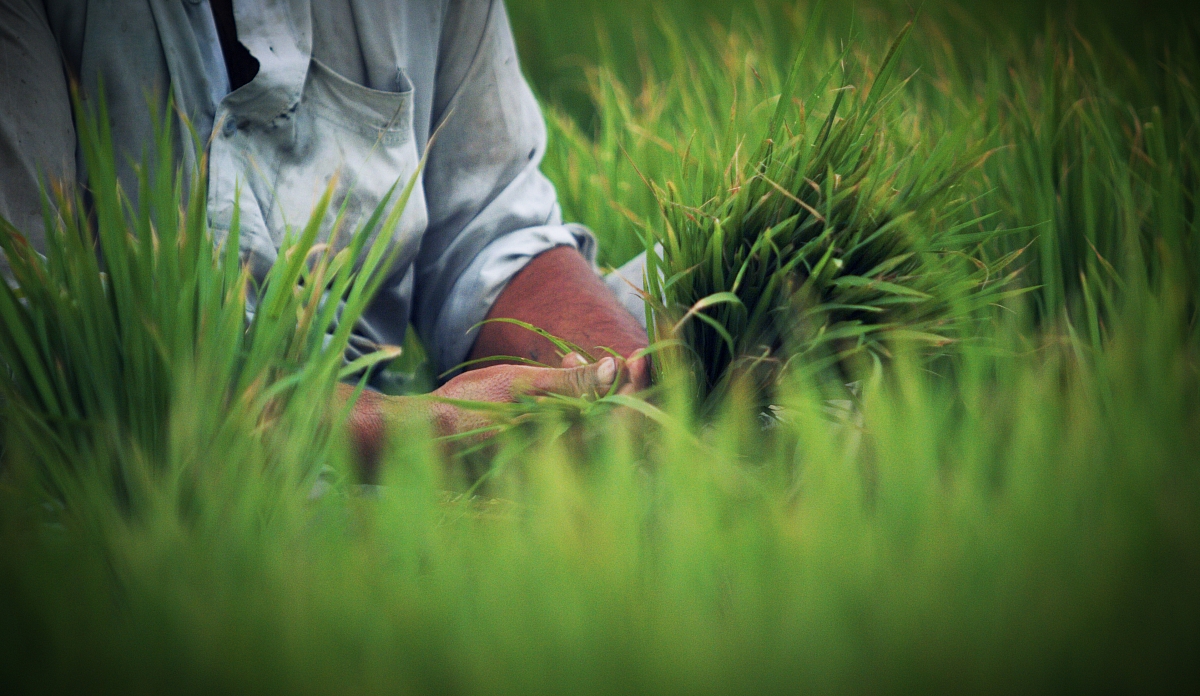 Ethical rice farming in Pakistan