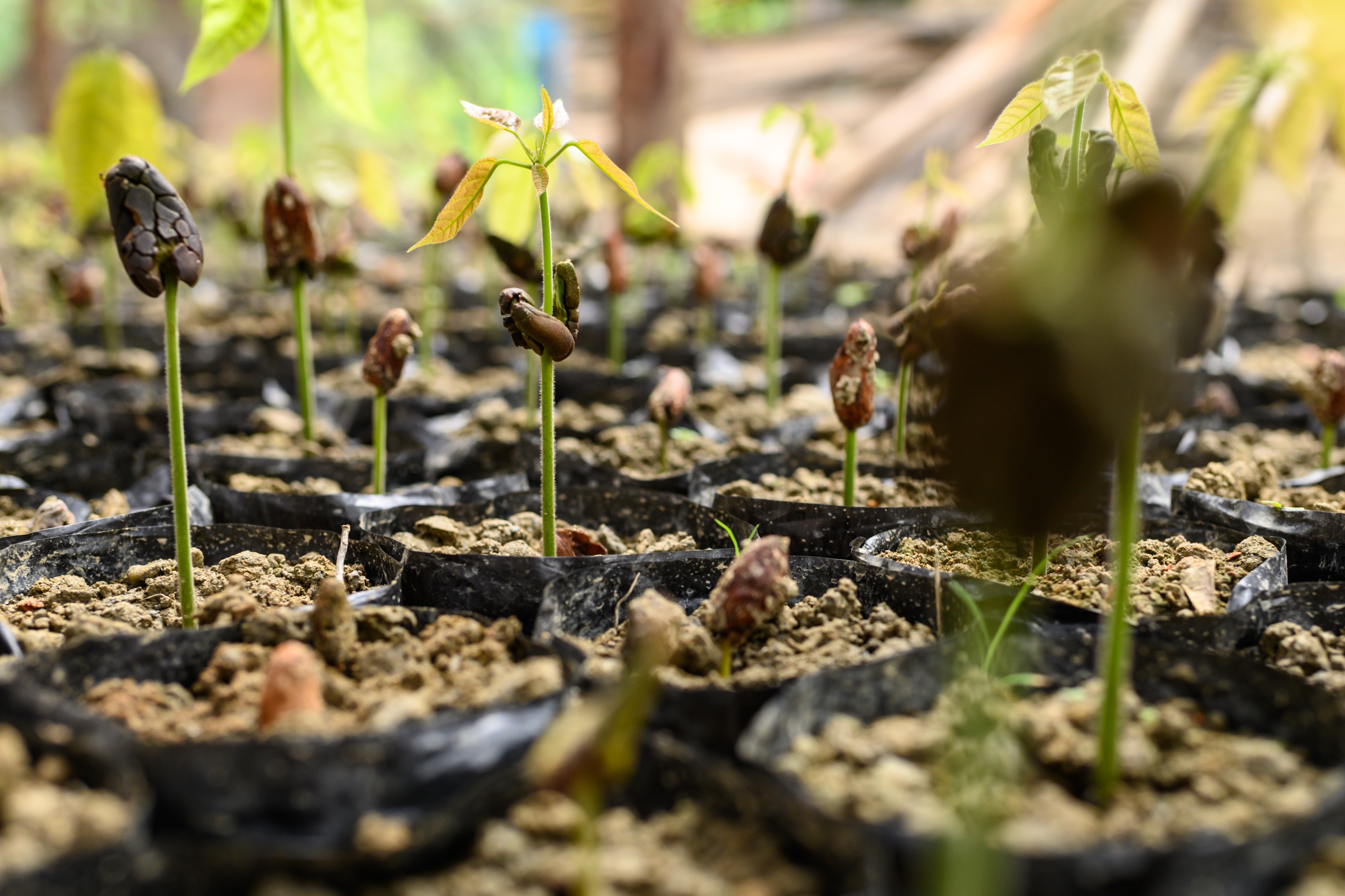 Seedling cocoa plants