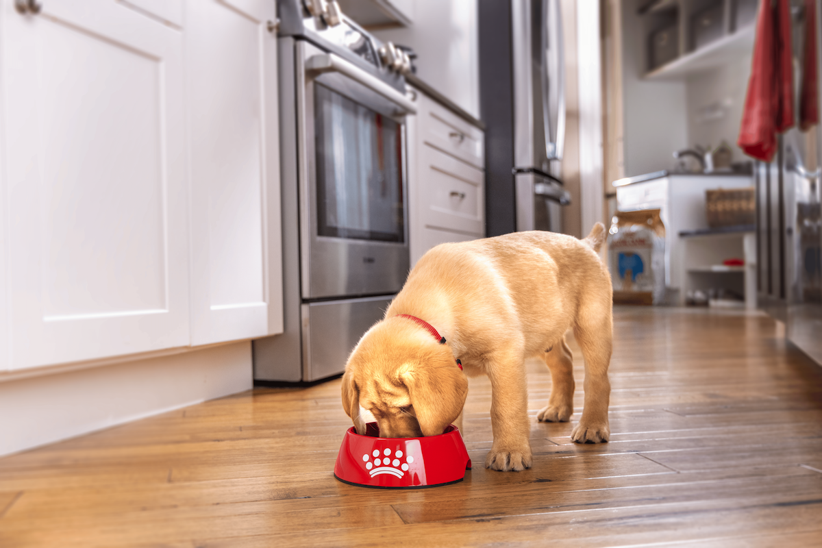 Puppy eating Royal Canin pet food from a bowl