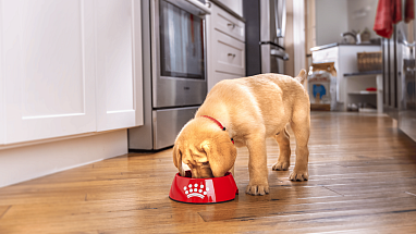 Puppy eating Royal Canin pet food from a bowl
