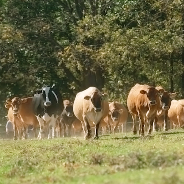 Cows in field