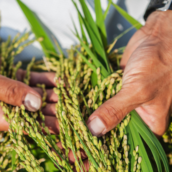 Net Zero meta tag image