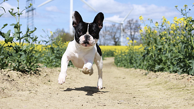 Boston terrier running outside