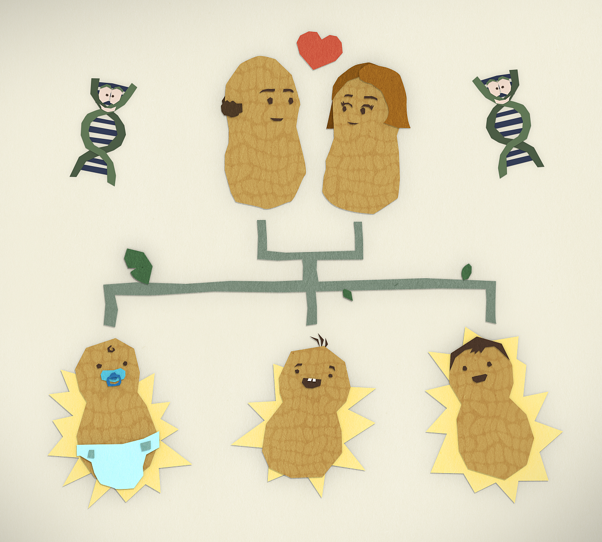 Peanut story illustrations 