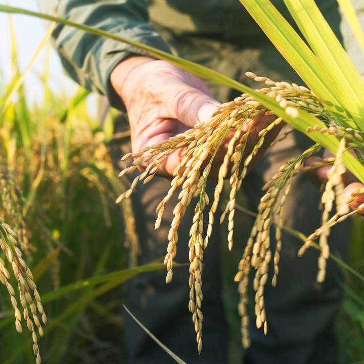 Close up of farmer holding a rice crop