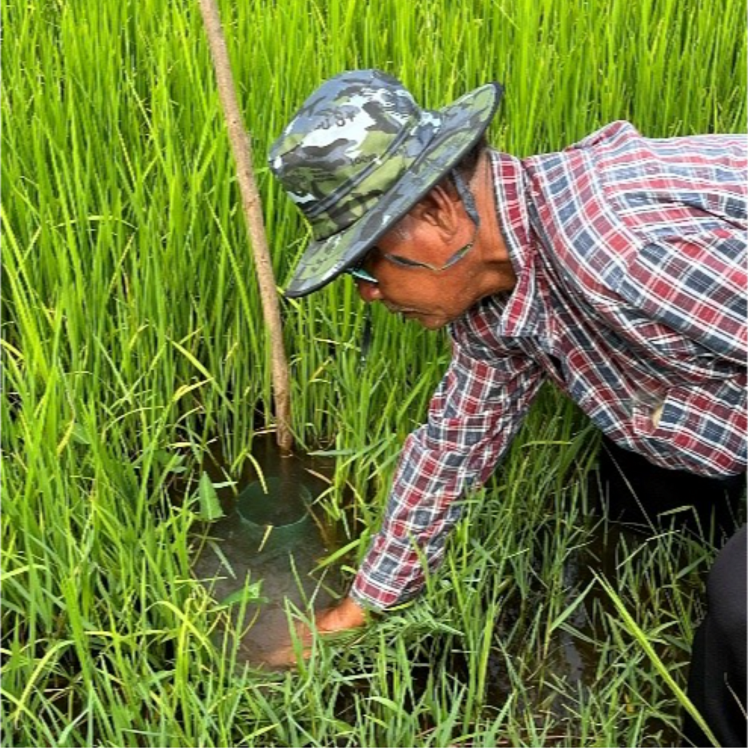 Rice farmer in the field