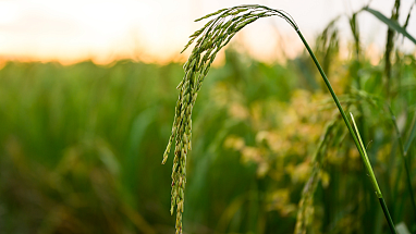Rice crop growing in a field