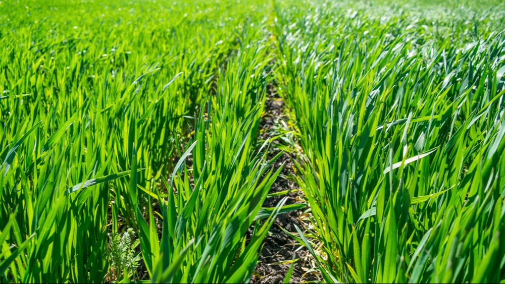 agriculture close up shot